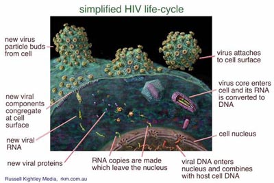Replica of the AIDS Virus