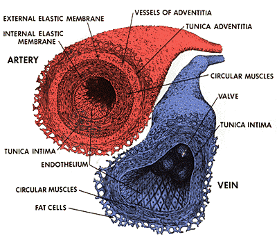 Artery and vein Structure